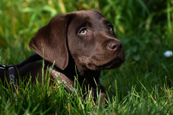 Hundvalp ligger i gräset.