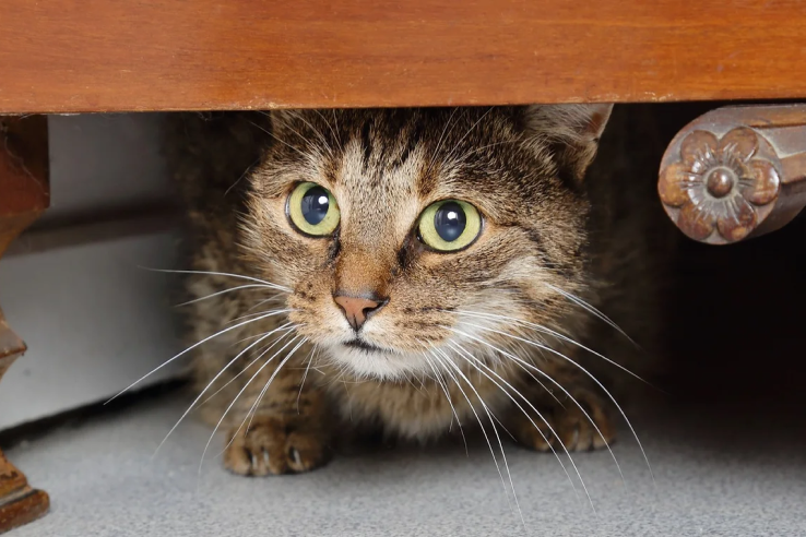 Katt gömmer sig under en möbel.