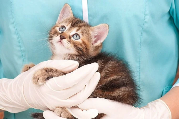 Kattunge i djurskötares famn.